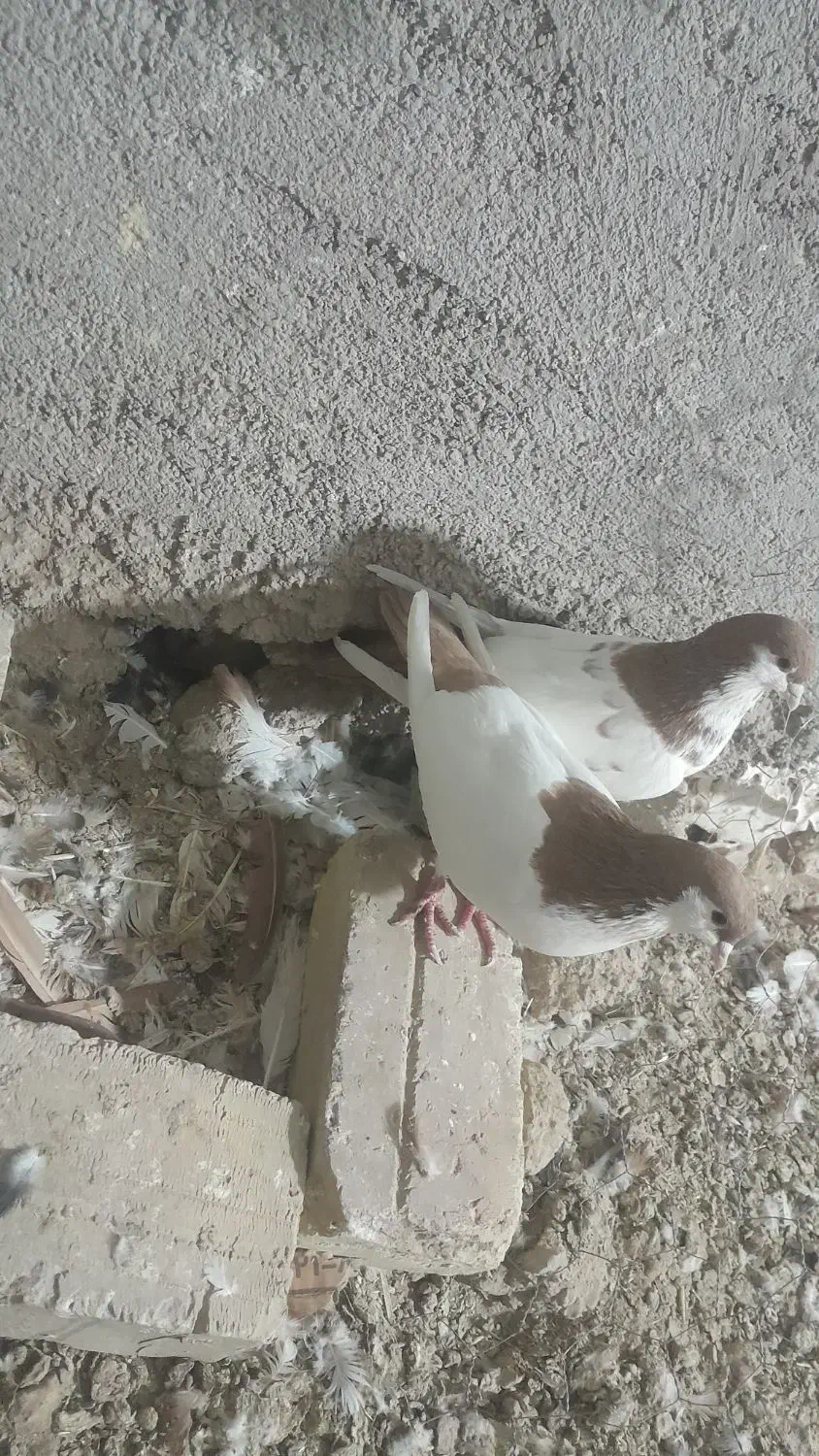 کبوتر|پرنده|قوچان, |دیوار