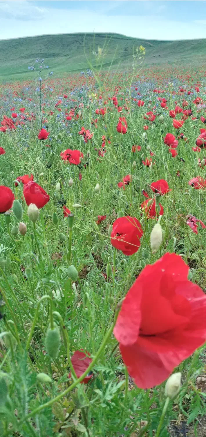 انگشتر|اشیا|اهر, |دیوار