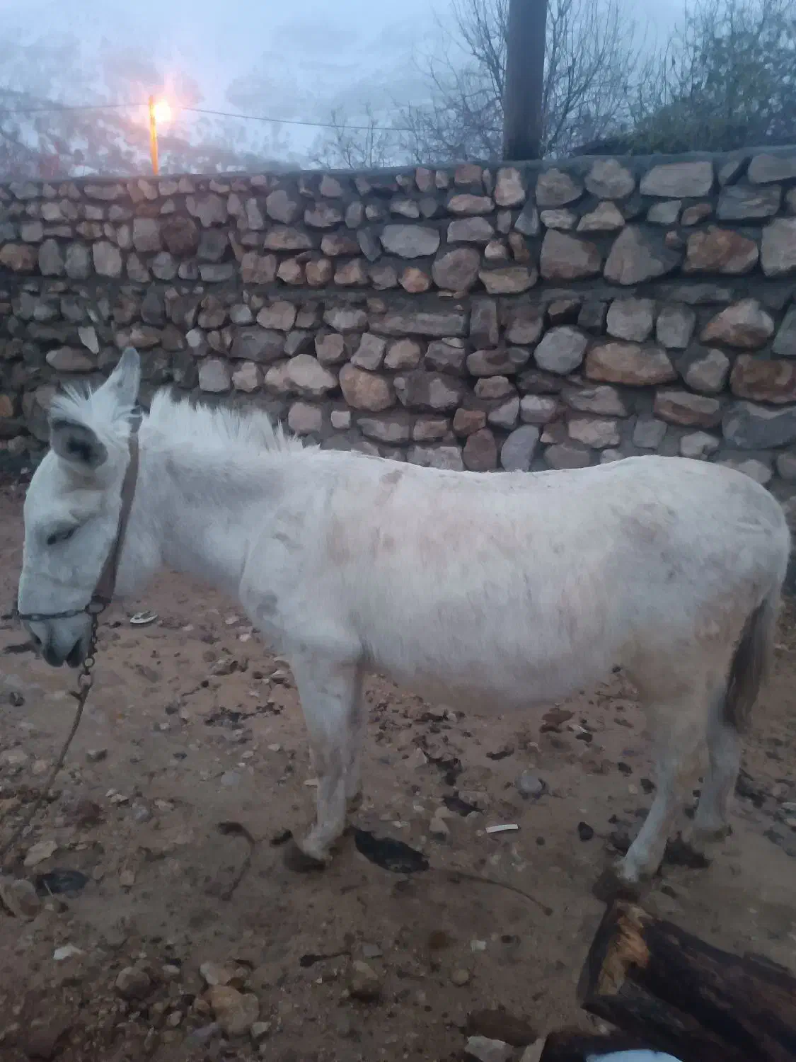 الاغ|حیوانات مزرعه|لوداب, |دیوار