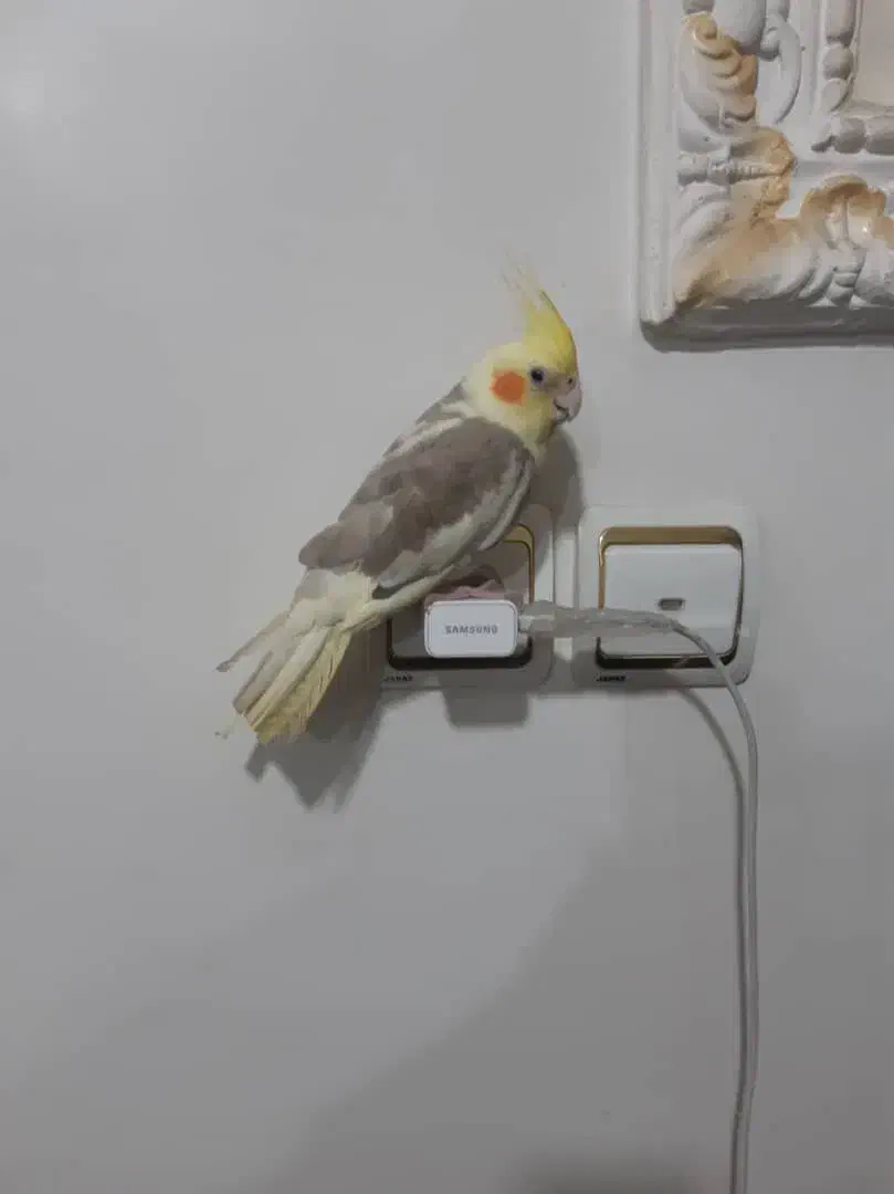 فروش عروس هلندی|پرنده|اهواز, مجاهد|دیوار