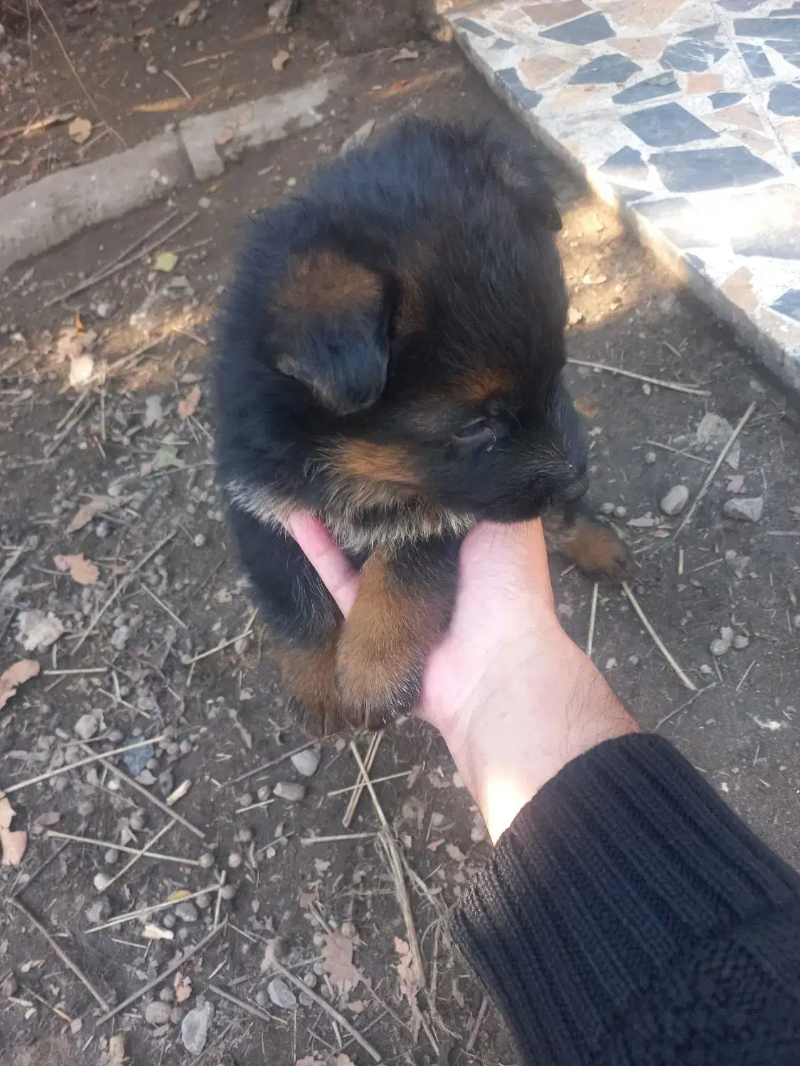 ورک اصیل|سگ|نوشهر, |دیوار