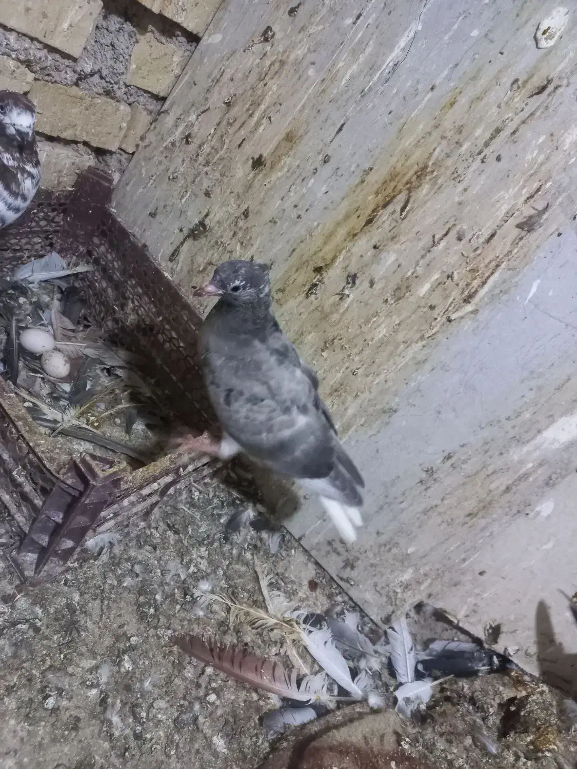 کبوتر جوجه دمسفید|پرنده|کارون, |دیوار