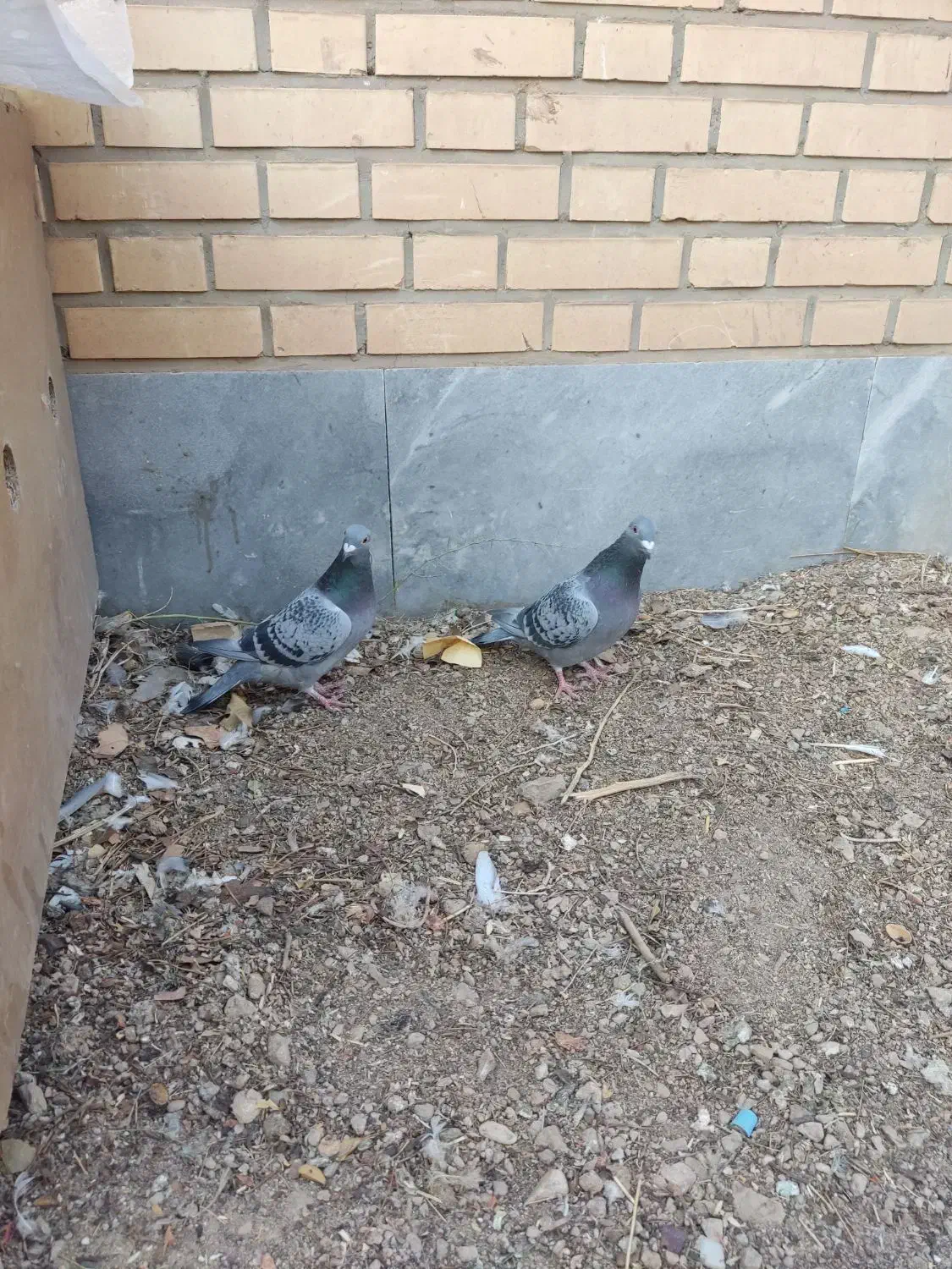 کبوترپلاکی|پرنده|حبیب آباد, |دیوار