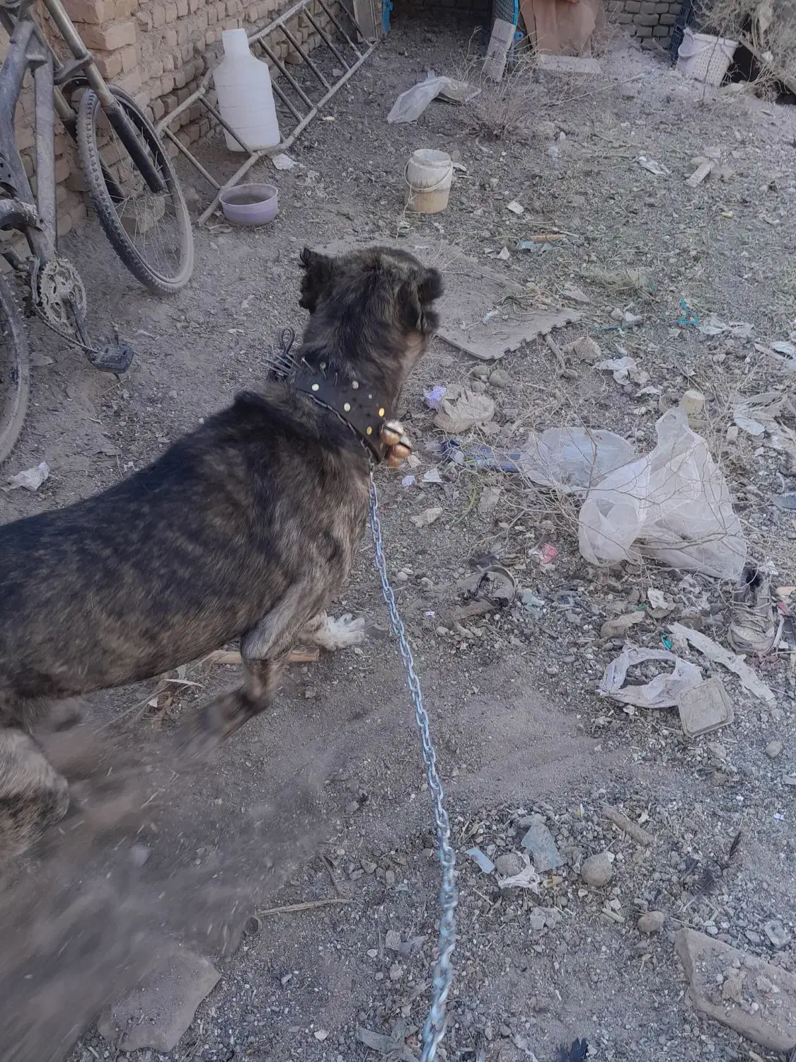 واگذاری سگ|سگ|سبزوار, اسلام آباد|دیوار