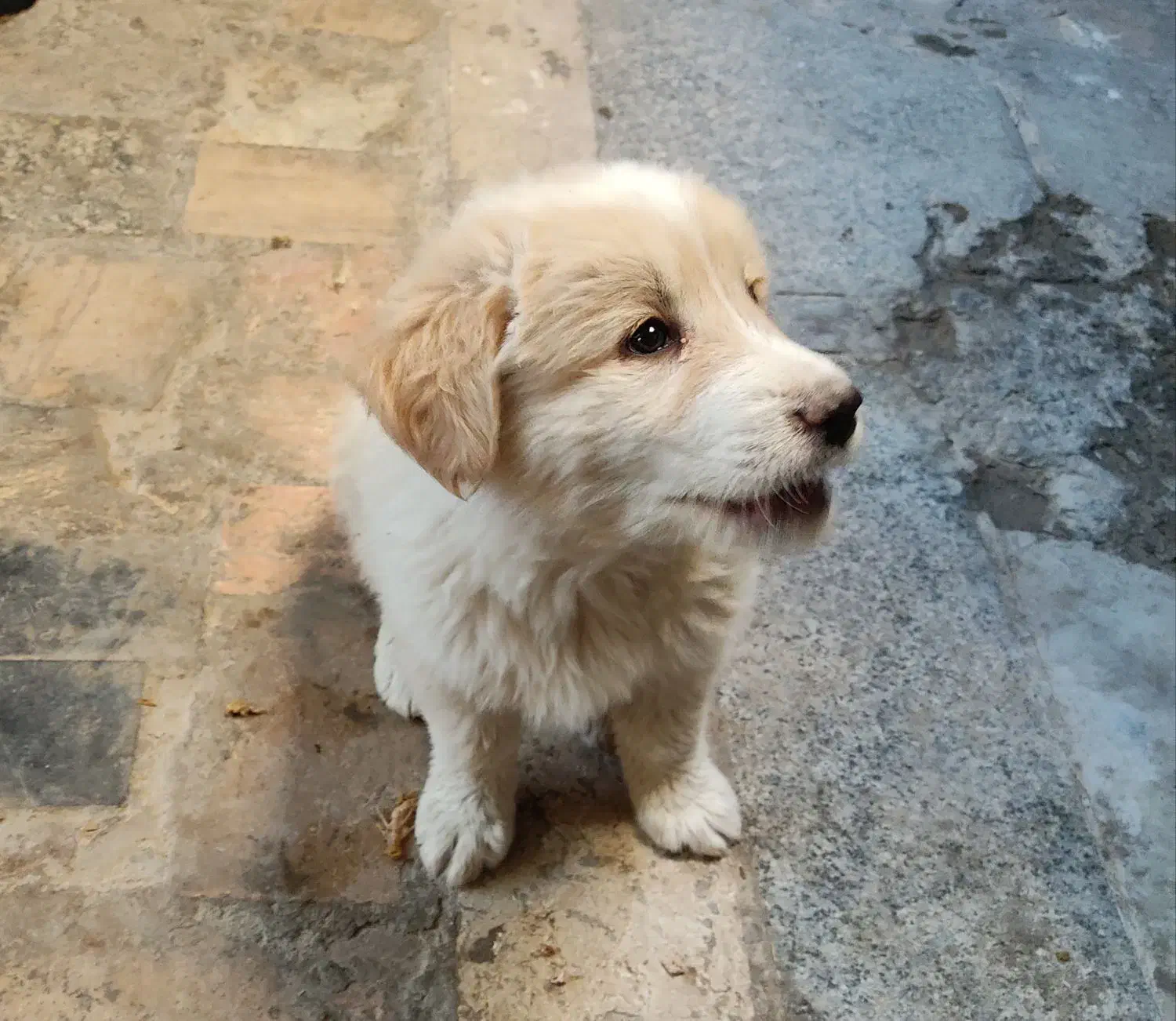 توله سگ نژاد اصیل|سگ|زاهدان, |دیوار