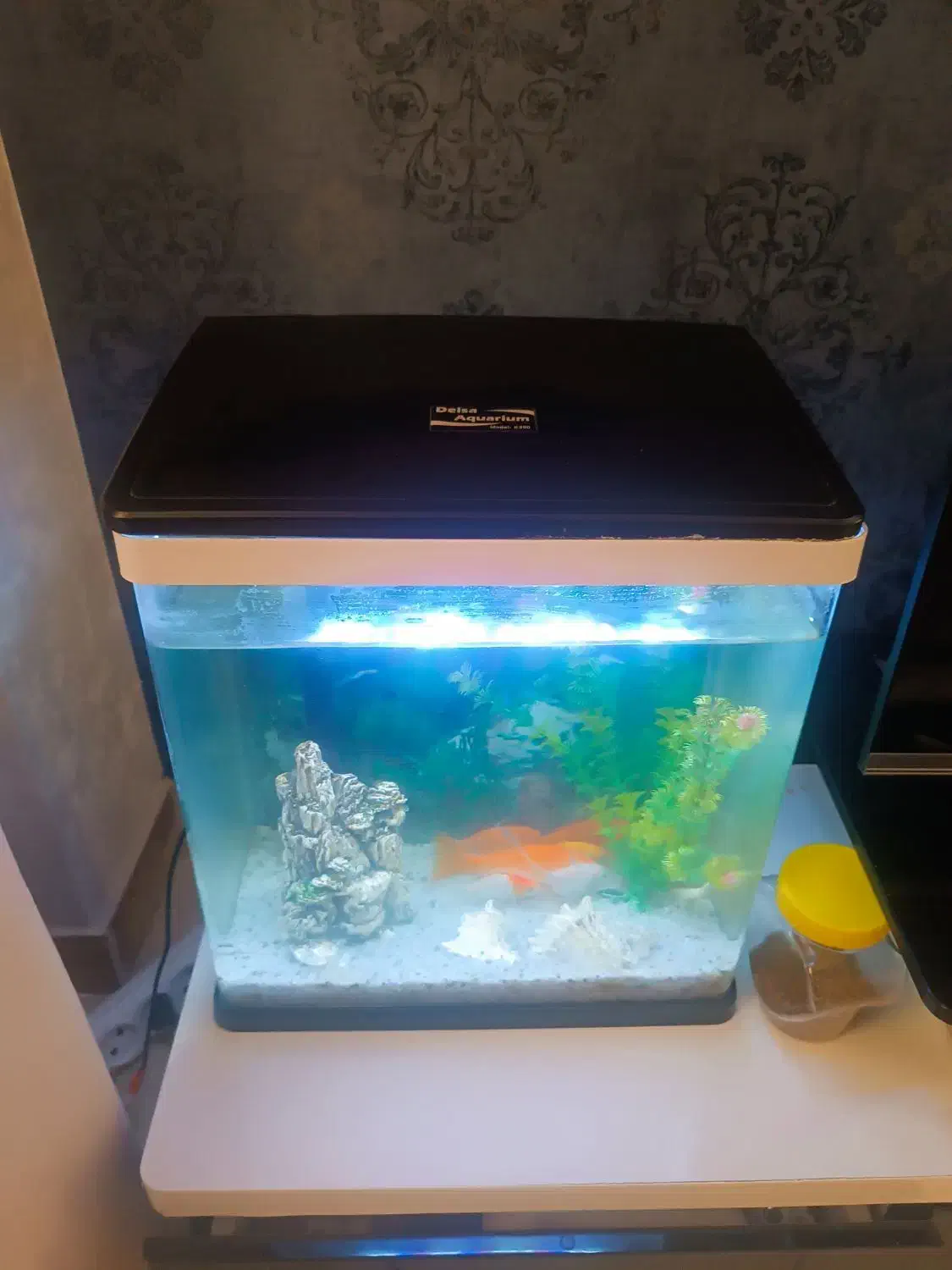 فروش اکواریوم باماهی قرمز وسفید|ماهی|بندرعباس, |دیوار