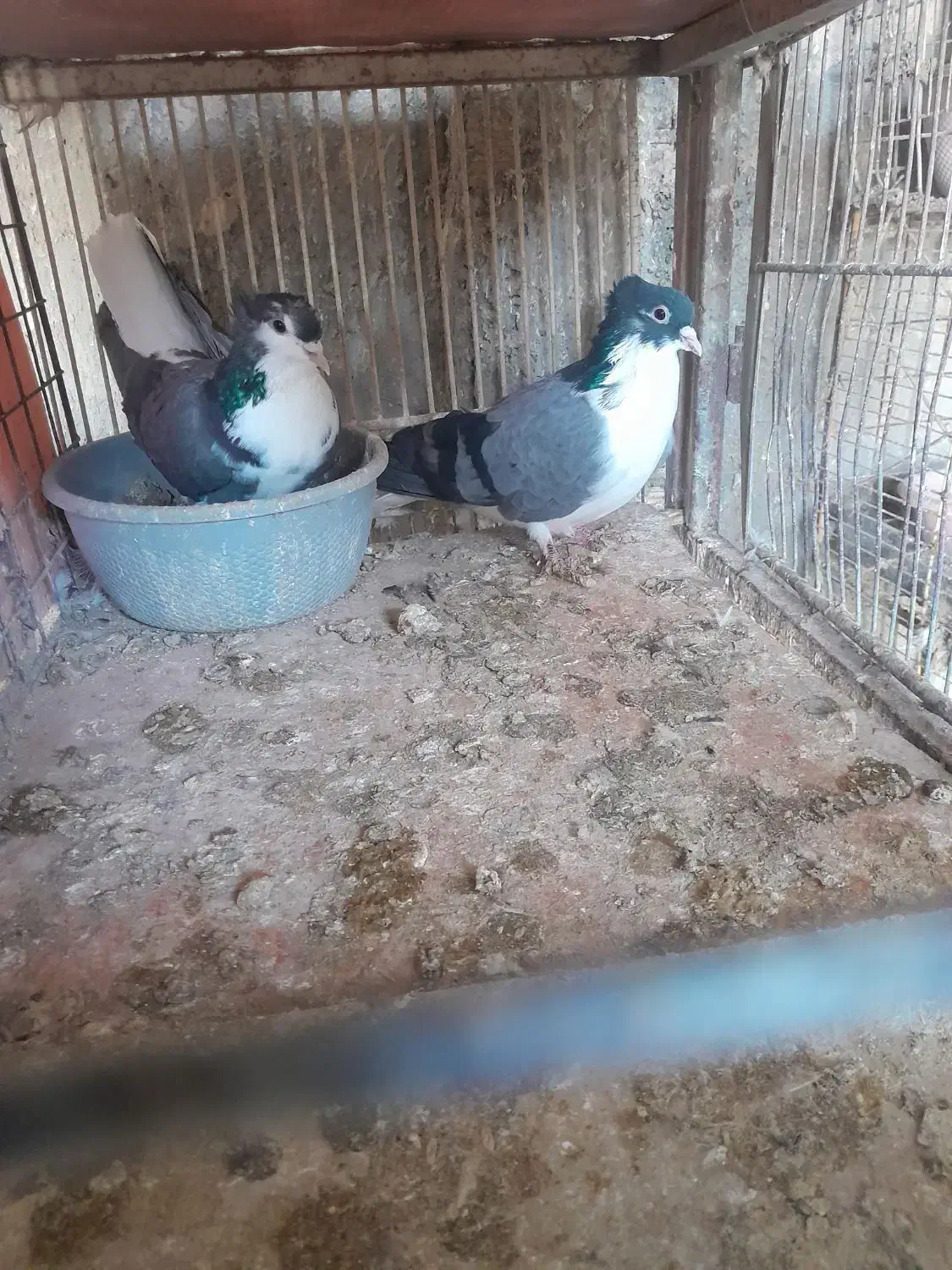 کفتر|پرنده|برخوار, |دیوار