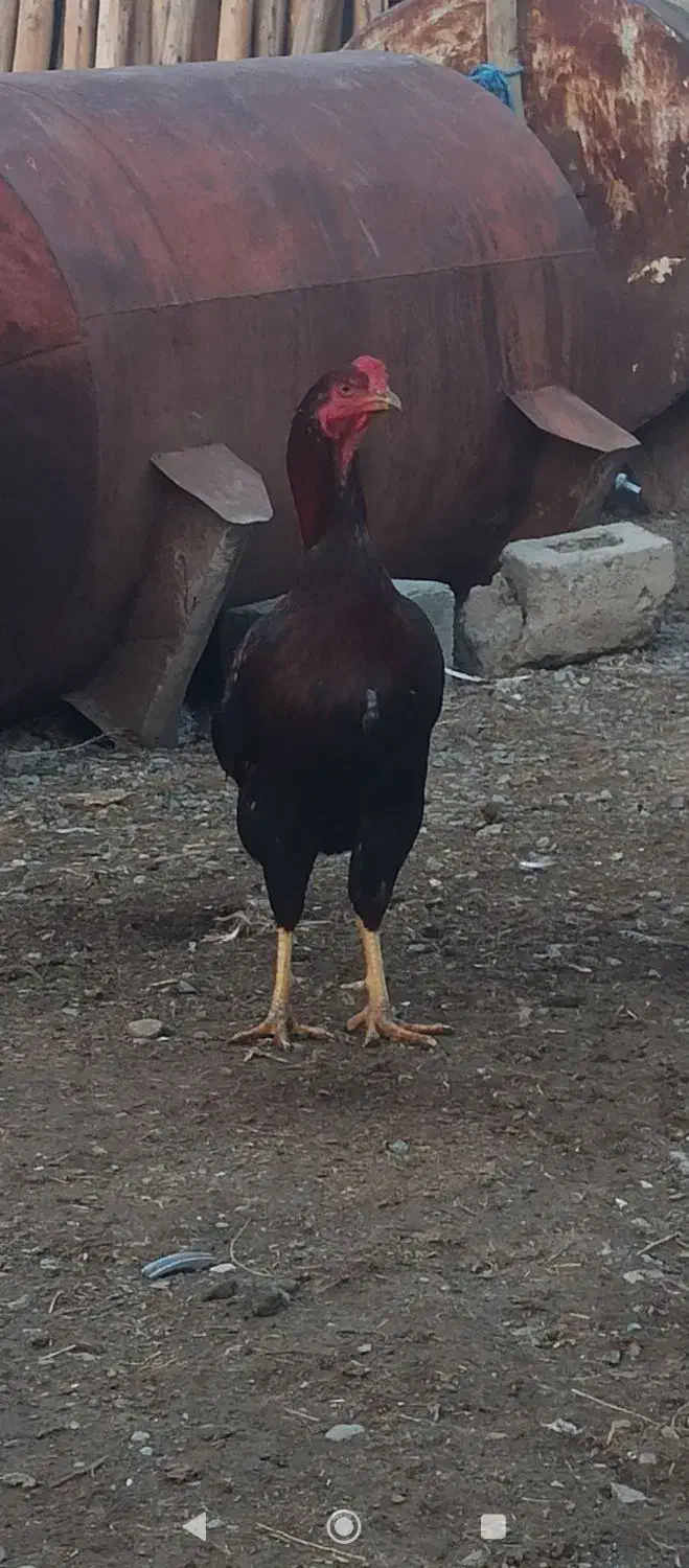 فروش یک عدد خروس لاری|حیوانات مزرعه|اشنویه, |دیوار