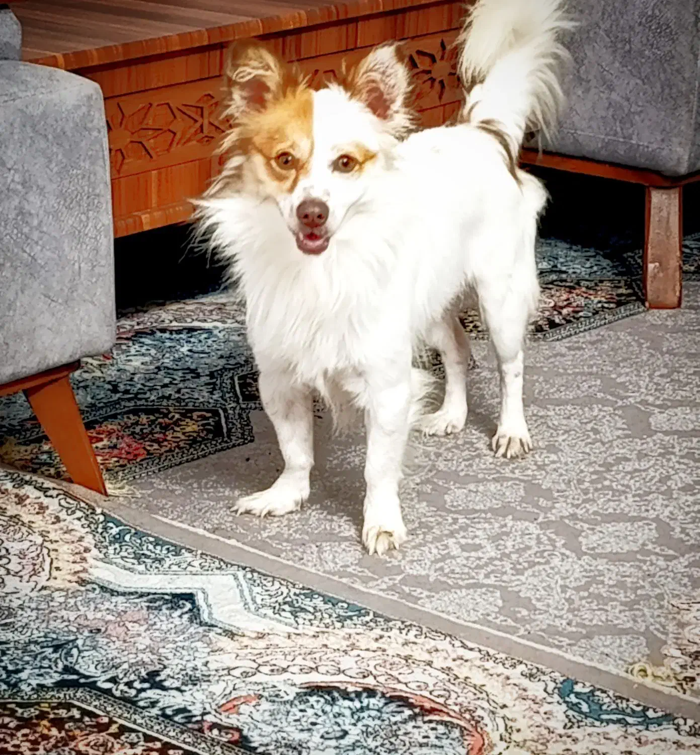 سگ اشپیتز روباهی|سگ|سرخنکلاته, |دیوار