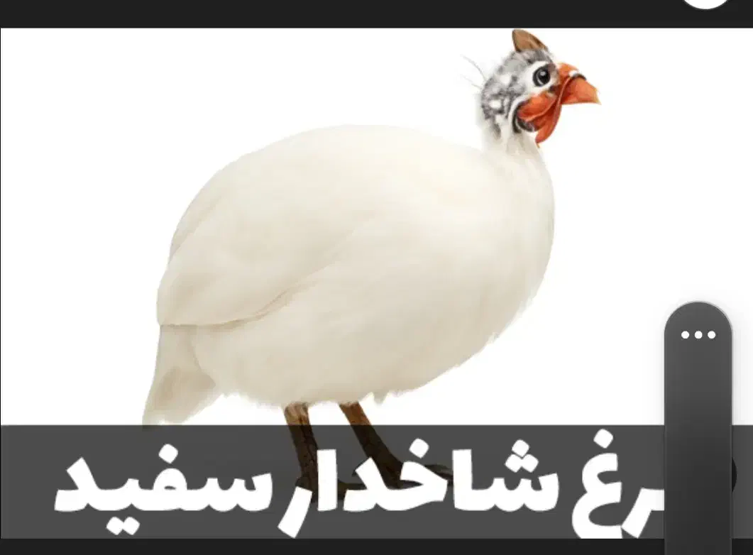 مرغ شاخدار|حیوانات مزرعه|اهواز, کیانشهر|دیوار