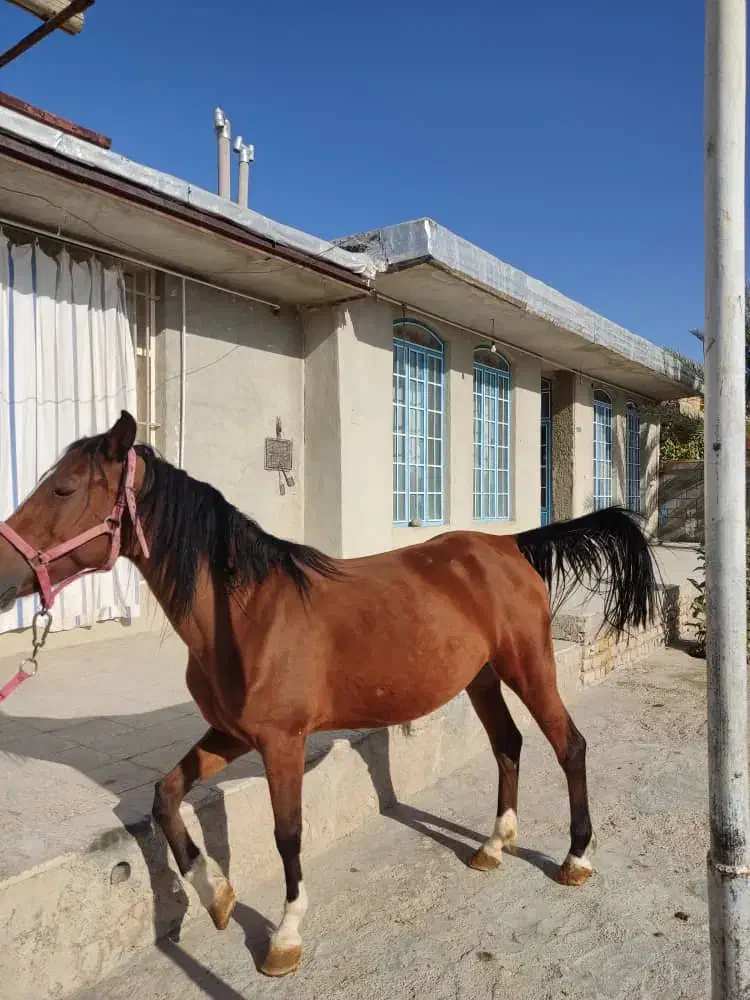 فروش یا معاوضه اسب مادیون دره‌شوری با نریونش|اسب و تجهیزات اسب‌سواری|مرودشت, مسجد رسول‎|دیوار