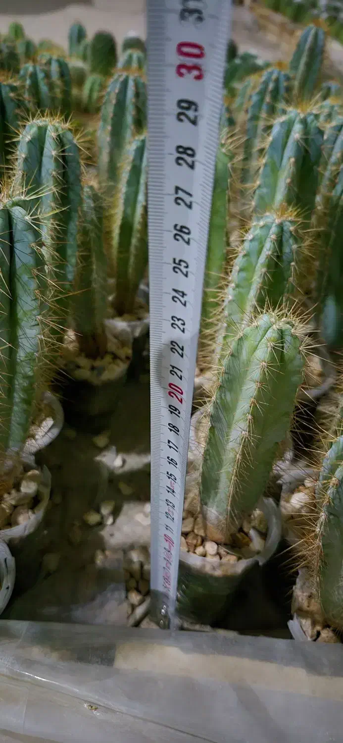 فروش عمده پایه کاکتوس گلخانه‌ای بذری، آماده پیوند|گل و گیاه طبیعی|خمینی‌شهر, |دیوار