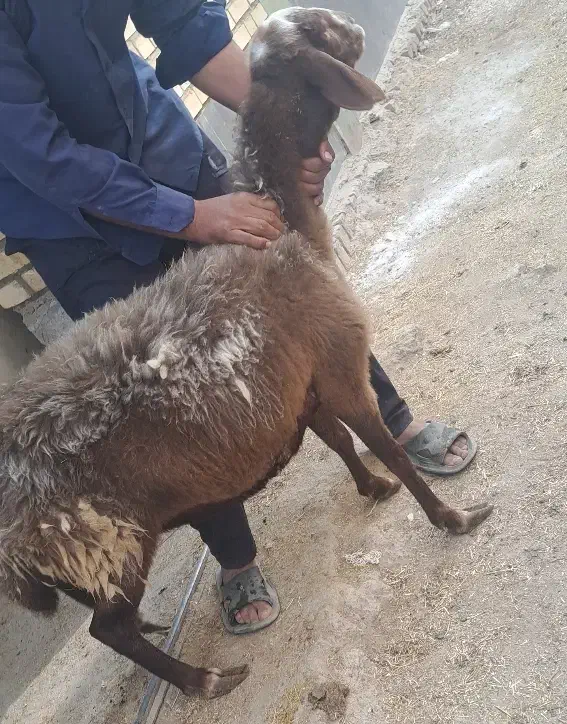 بره.میش ابستن غزل افشار|حیوانات مزرعه|کاشان, امام خمینی|دیوار