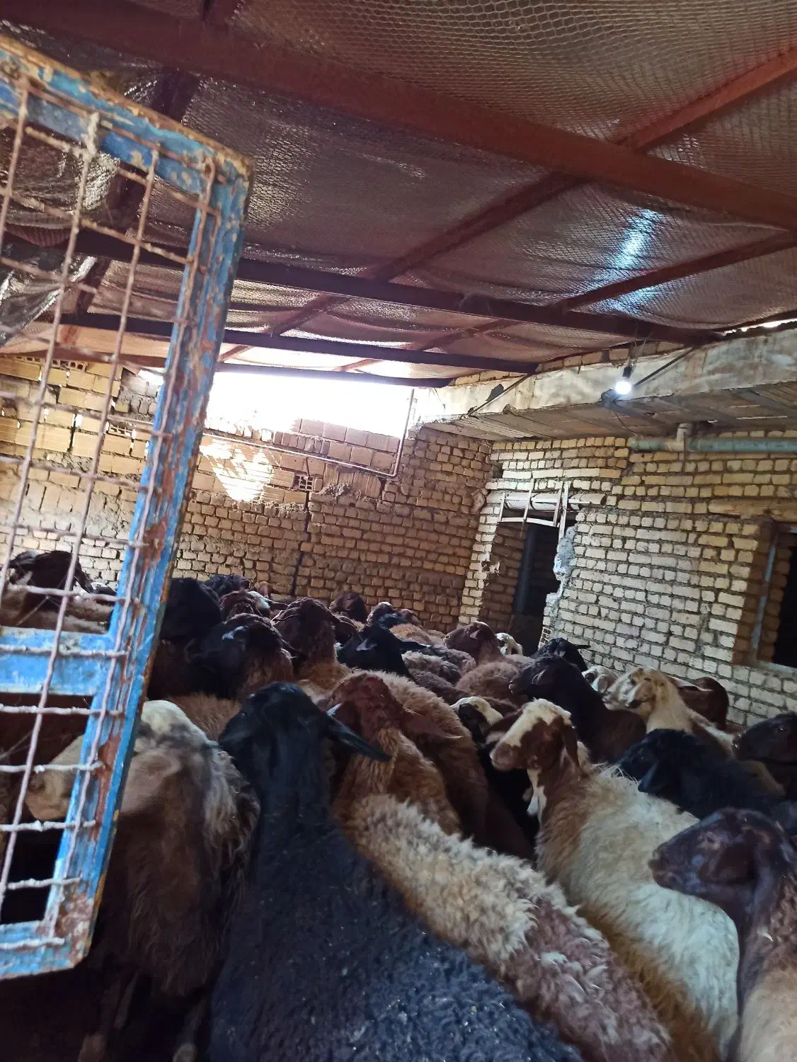 گوسفند مهربانی جوان بره دار|حیوانات مزرعه|زرین دشت (همدان), |دیوار