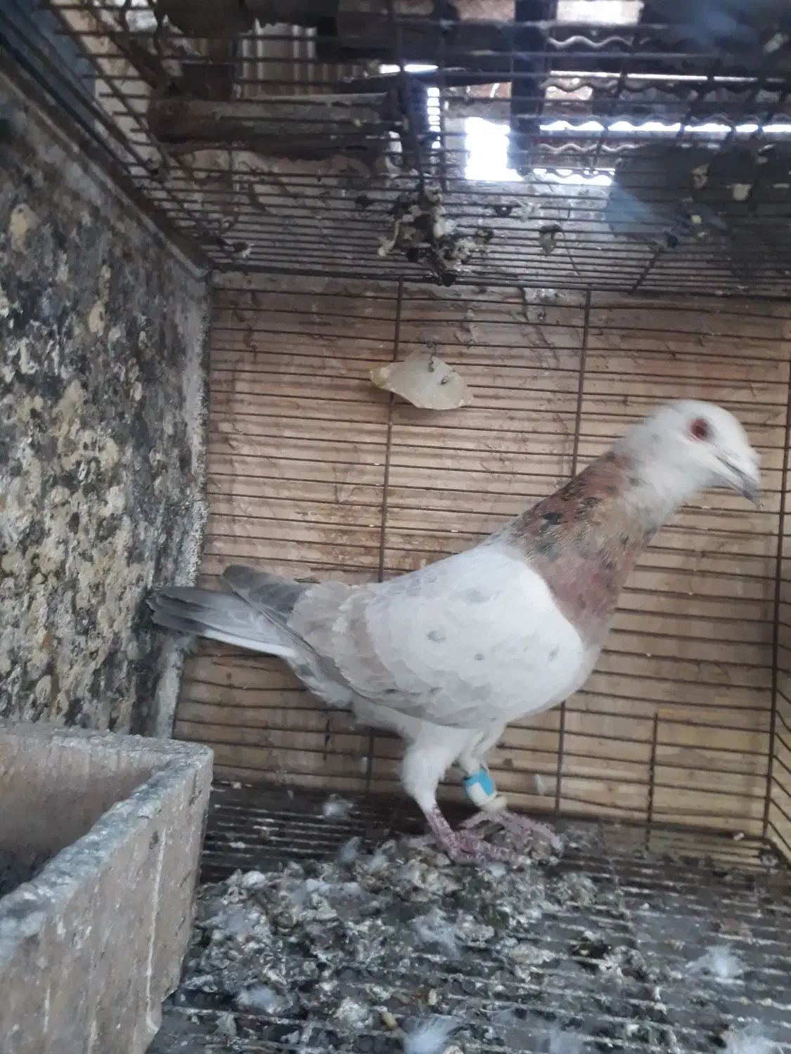 کفتر پلاکی|پرنده|قم, شهر قائم|دیوار