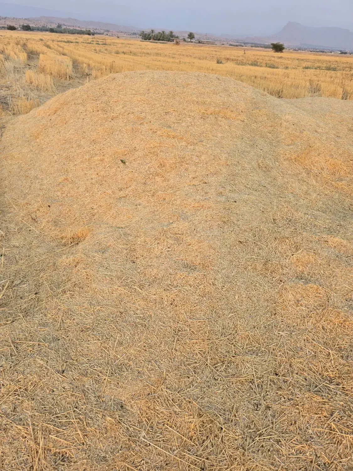 کاه گندم .محل بازدید شهر تنگ ارم قیمت ۱۲هزارتومن|حیوانات مزرعه|ارم, |دیوار