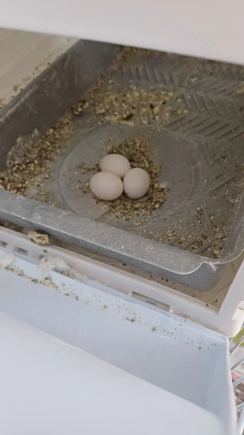 عروس هلندی با کلیه وسایل|پرنده|گلبهار, شهر جدید گلبهار|دیوار