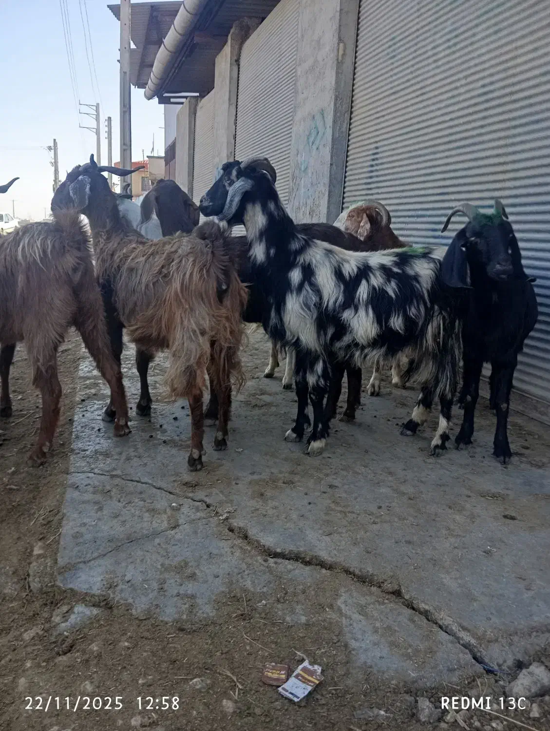 10راس بزجوان|حیوانات مزرعه|گنبد کاووس, |دیوار