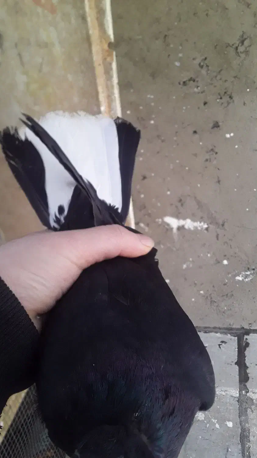 کبوتر|پرنده|تبریز, |دیوار