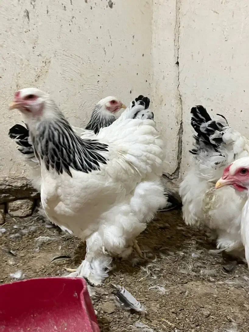 تخم نطفه دار برهما لایت|حیوانات مزرعه|خمینیشهر, |دیوار