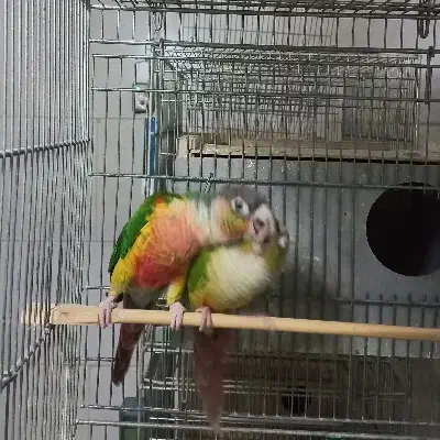 گرینچیک.جفت.نر.ماده|پرنده|اصفهان, پوریای ولی|دیوار