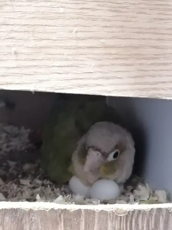 جفت مولد گرینچیک روی تخم|پرنده|قم, شهدا|دیوار