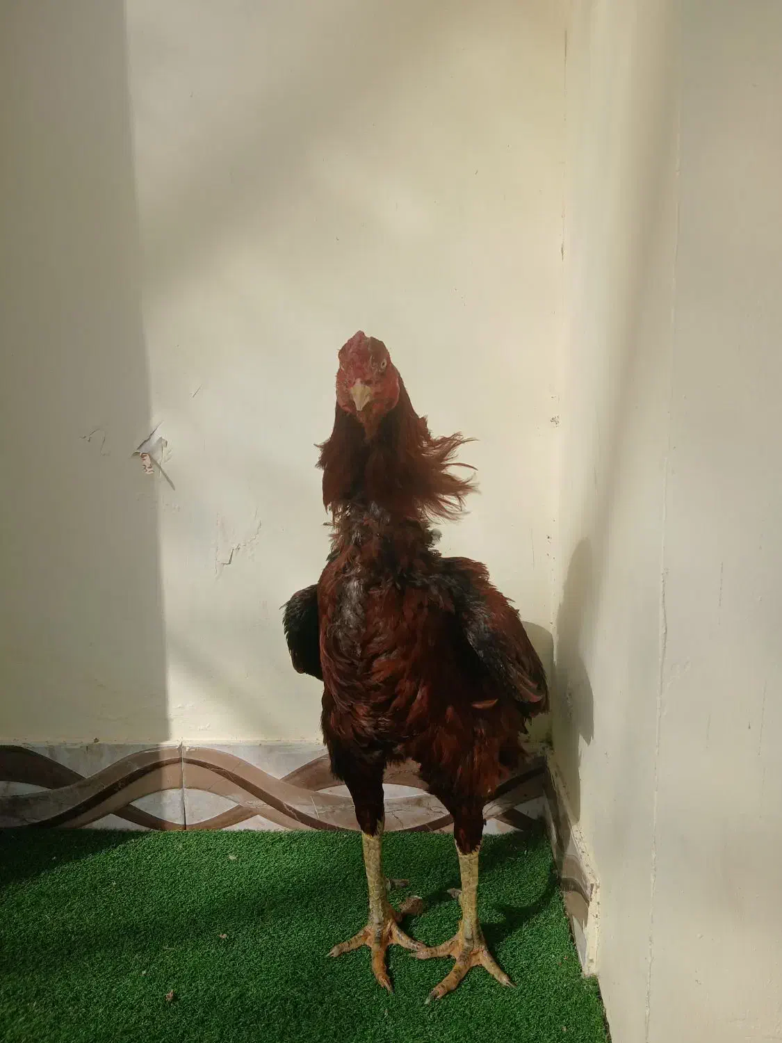 خروس لاری|حیوانات مزرعه|رشت, چله خانه|دیوار