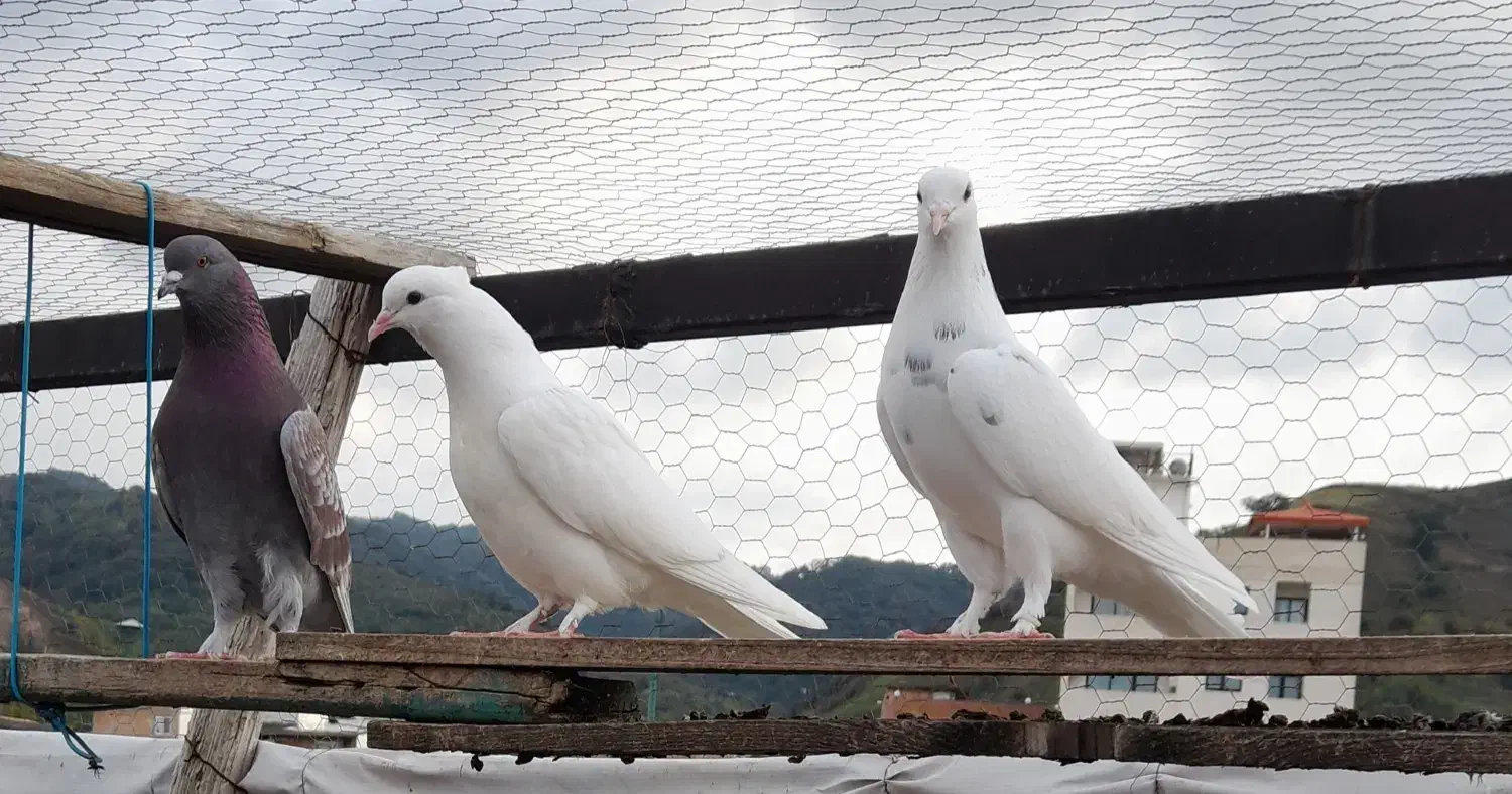 کبوتر پرشی|پرنده|رستمکلا, |دیوار