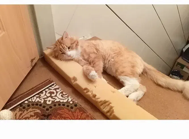 گمشده|حیوانات|بهبهان, |دیوار