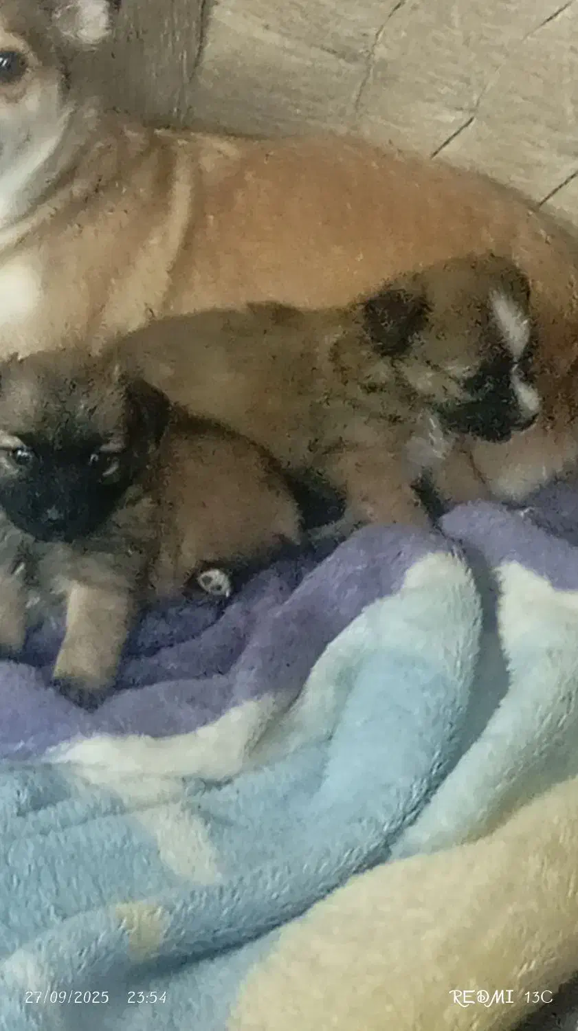 دو عدد توله سگ با نژاد خاص وسه عدد سگ ماده|سگ|حمیدیا, |دیوار