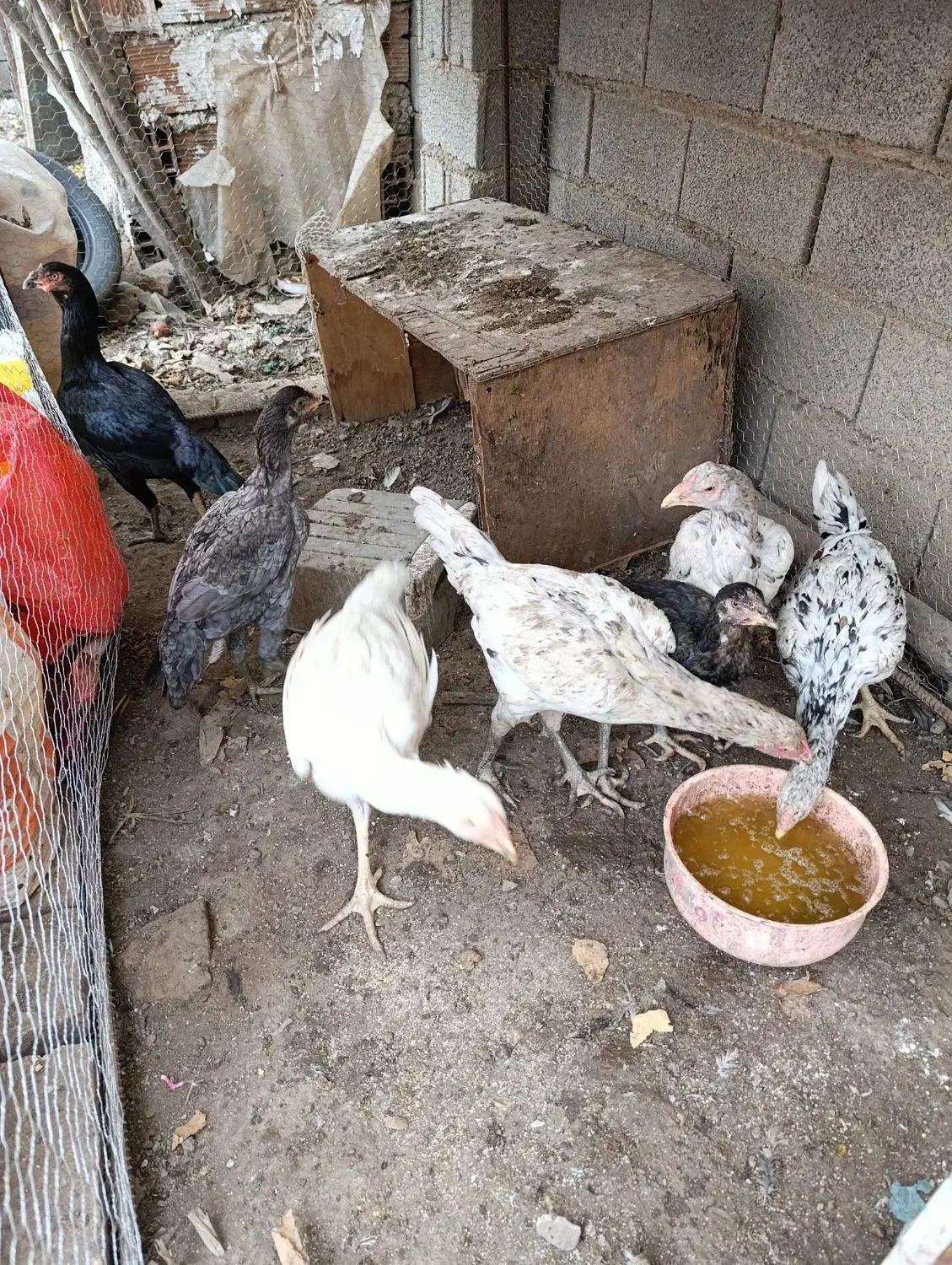 مرغ لاری طوس نسل|حیوانات مزرعه|فاضل آباد, |دیوار