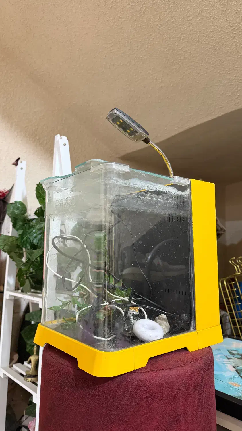 آکواریوم کوچیک|ماهی|لاهیجان, طالقانی|دیوار