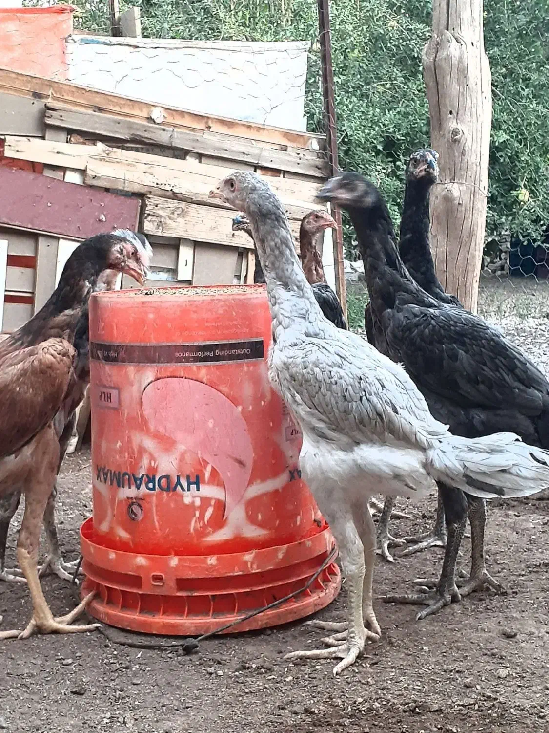 مرغ وخروس لاری نژاد دار اصیل|حیوانات مزرعه|قزوین, |دیوار