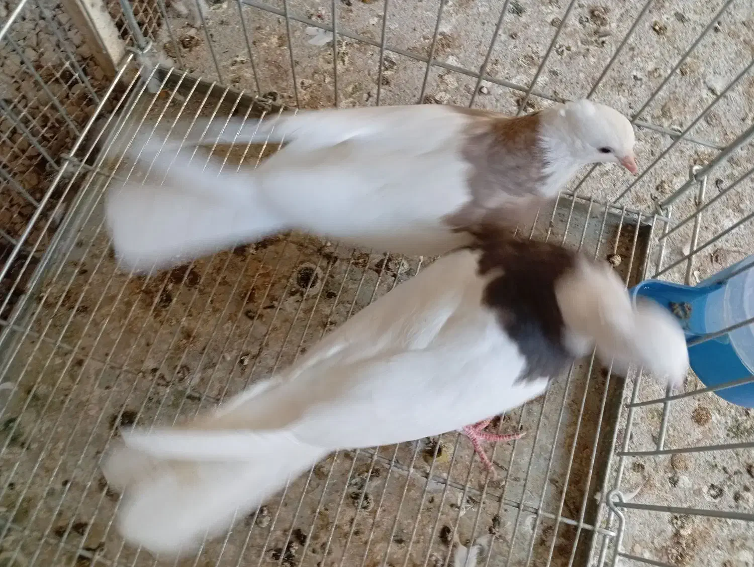 کبوتر طوقی|پرنده|خورموج, |دیوار