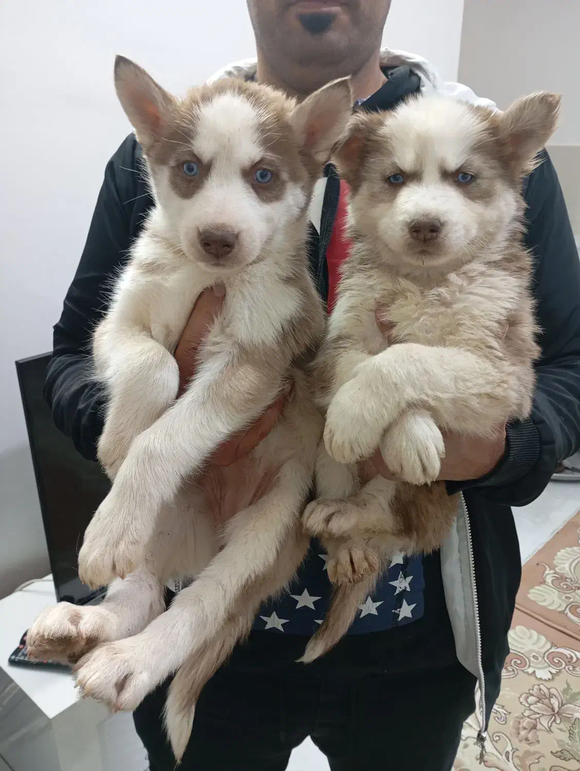 هاسکی گلد بسیار درجه یک|سگ|تهران, سعادتآباد|دیوار