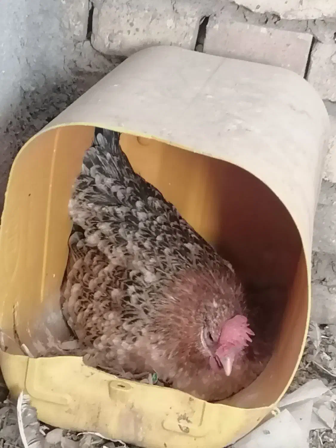 مرغ گلین کرچ تخته|حیوانات مزرعه|کشکوئیه, |دیوار