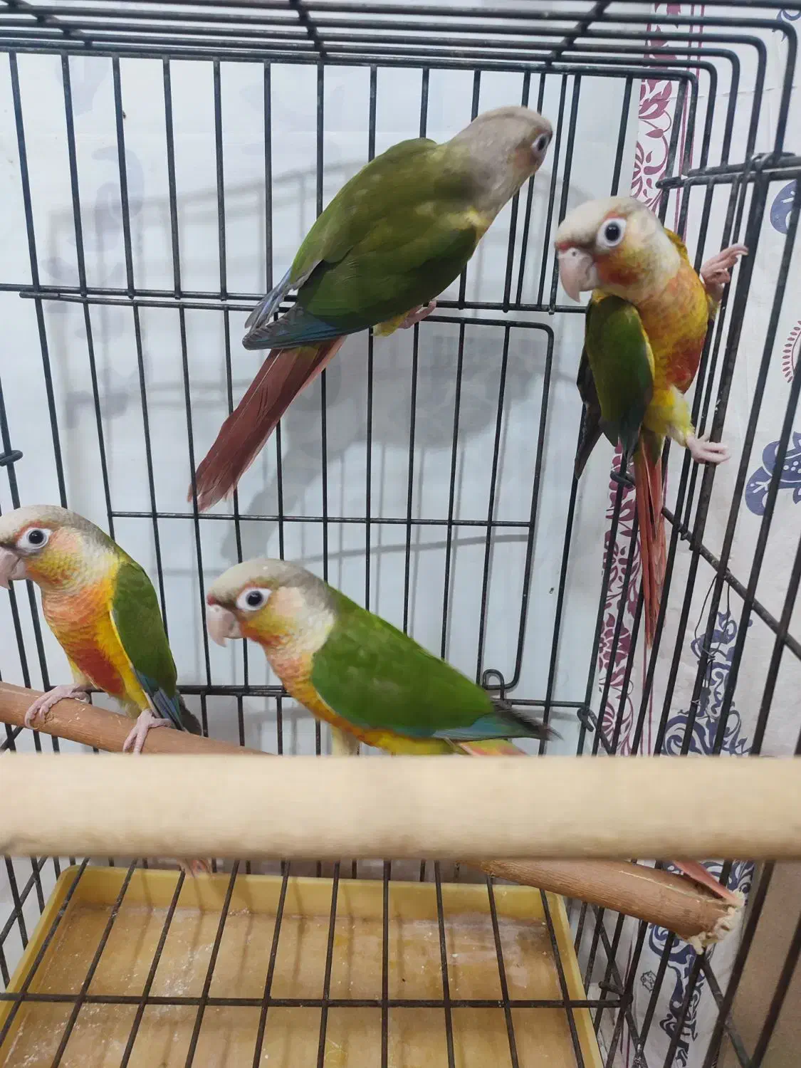 گرینچیک|پرنده|تهران, فلاح|دیوار