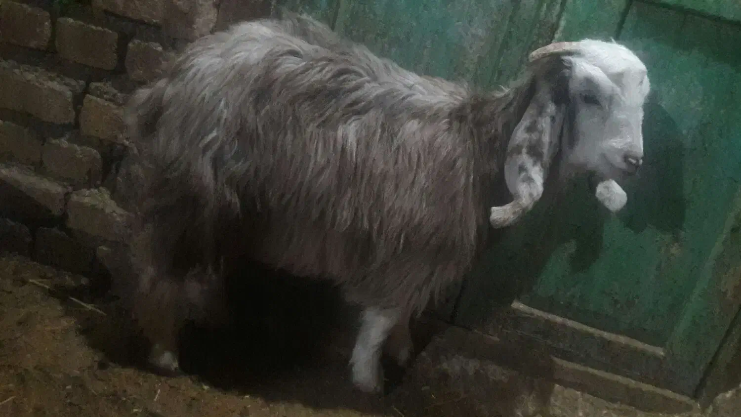 بزغاله ماده|حیوانات مزرعه|کنگاور, |دیوار