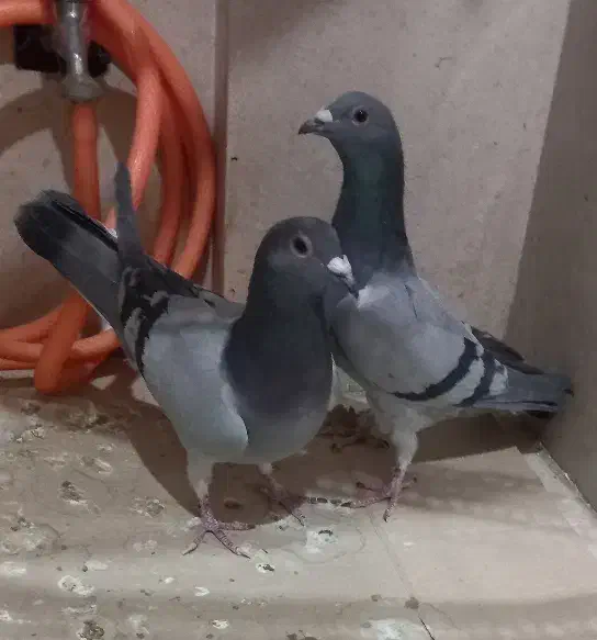 پلاکی اصل|پرنده|تهران, خانی آباد نو جنوبی|دیوار