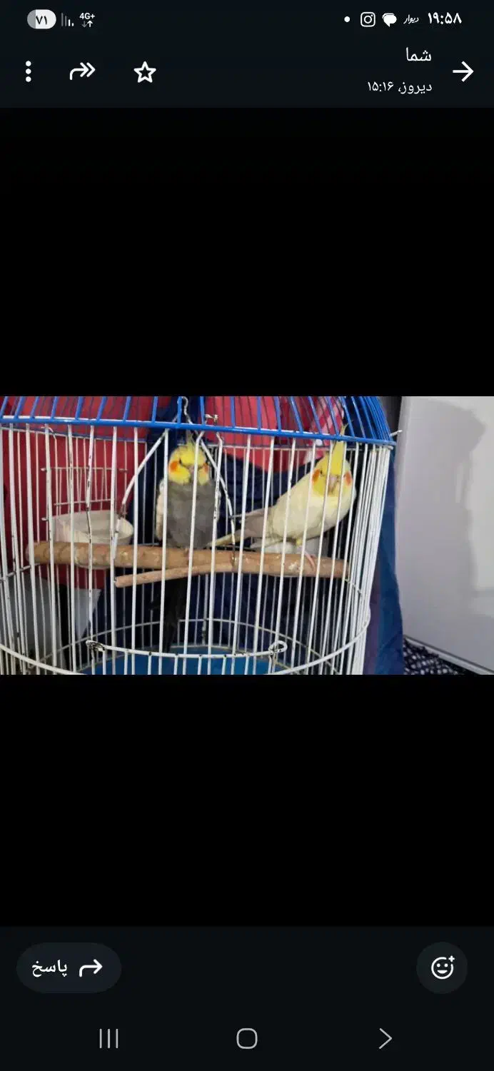 یک جفت عروس هلندی|پرنده|ساری, |دیوار