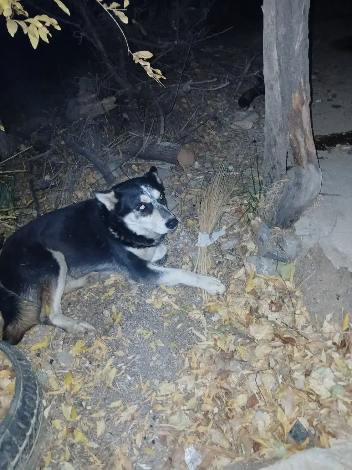 سگ هاسکی|سگ|سنندج, |دیوار