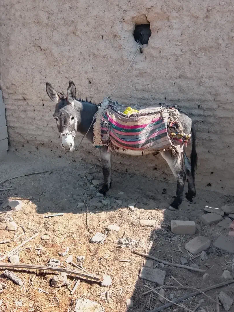 حیوانات مزرعه|حیوانات مزرعه|داراب, |دیوار