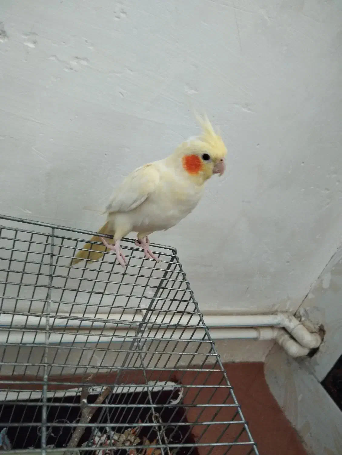 ،عروس هلندی نر سالم ، سخنگو بایک کیلو دانه|پرنده|کرمانشاه, |دیوار