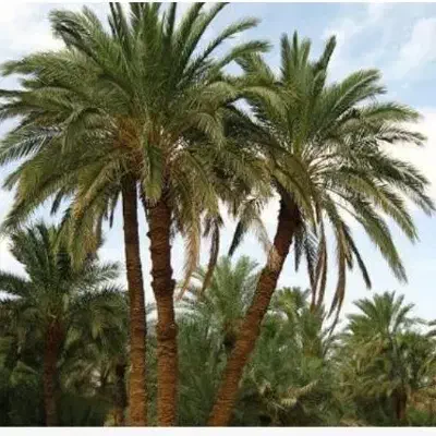 فروش نخل خرما|حراج|امیدیه, |دیوار