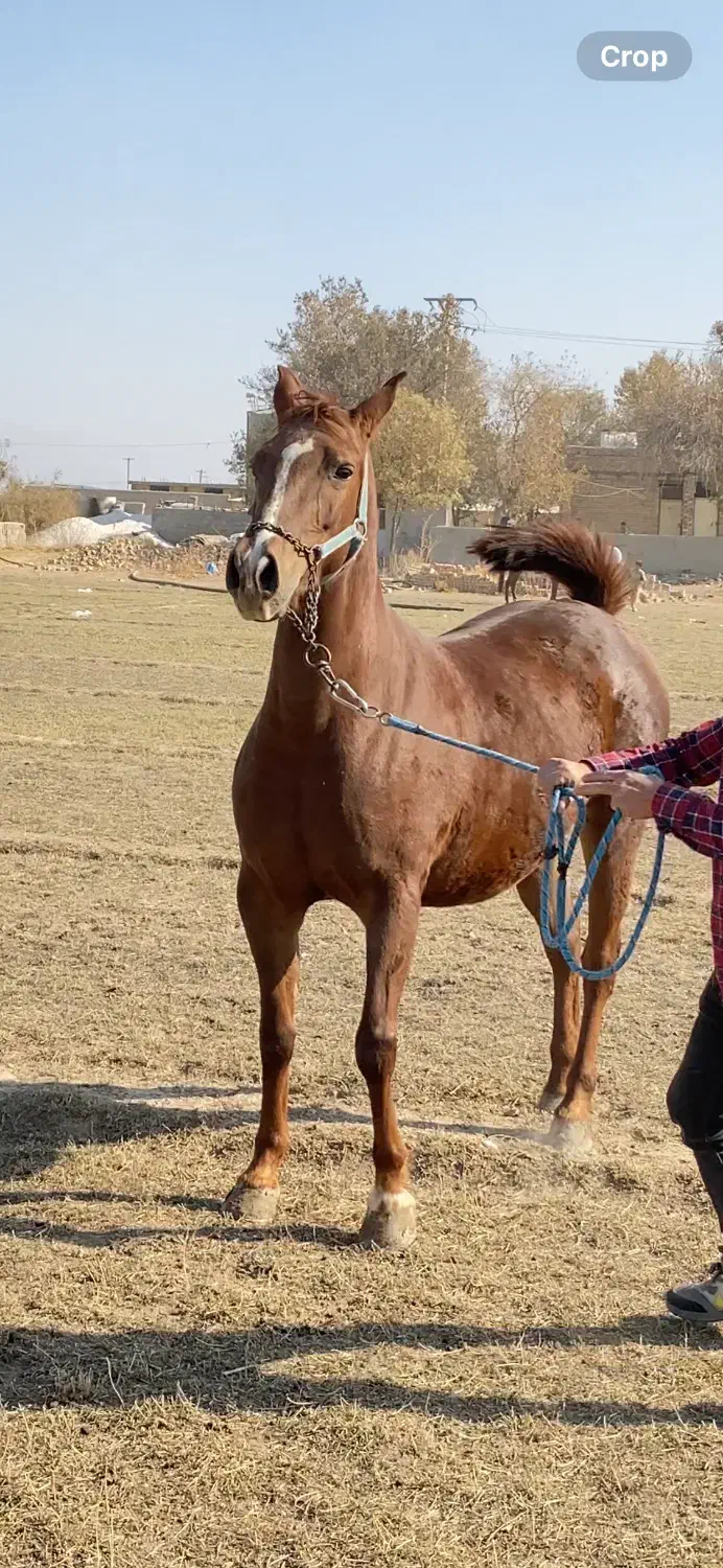 مادیون درجه یک ناب|اسب و تجهیزات اسب‌سواری|مرودشت, مسجد رسول‎|دیوار
