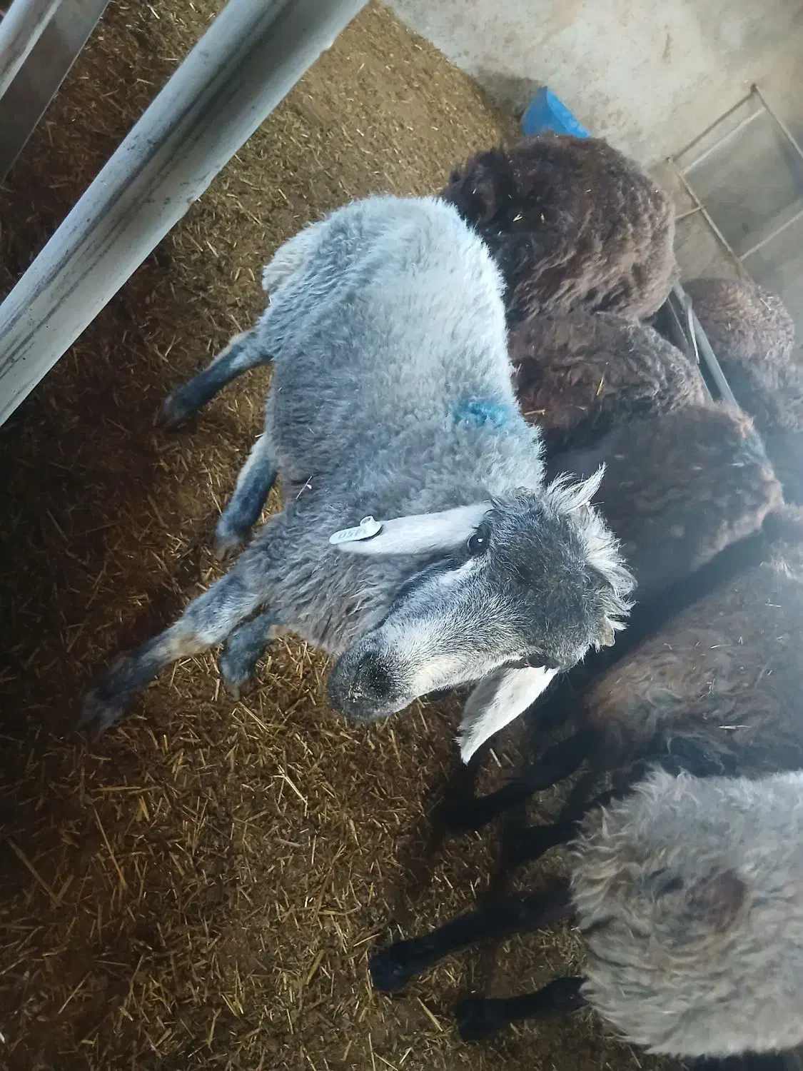 گوسفند نر|حیوانات مزرعه|شاهدشهر, |دیوار