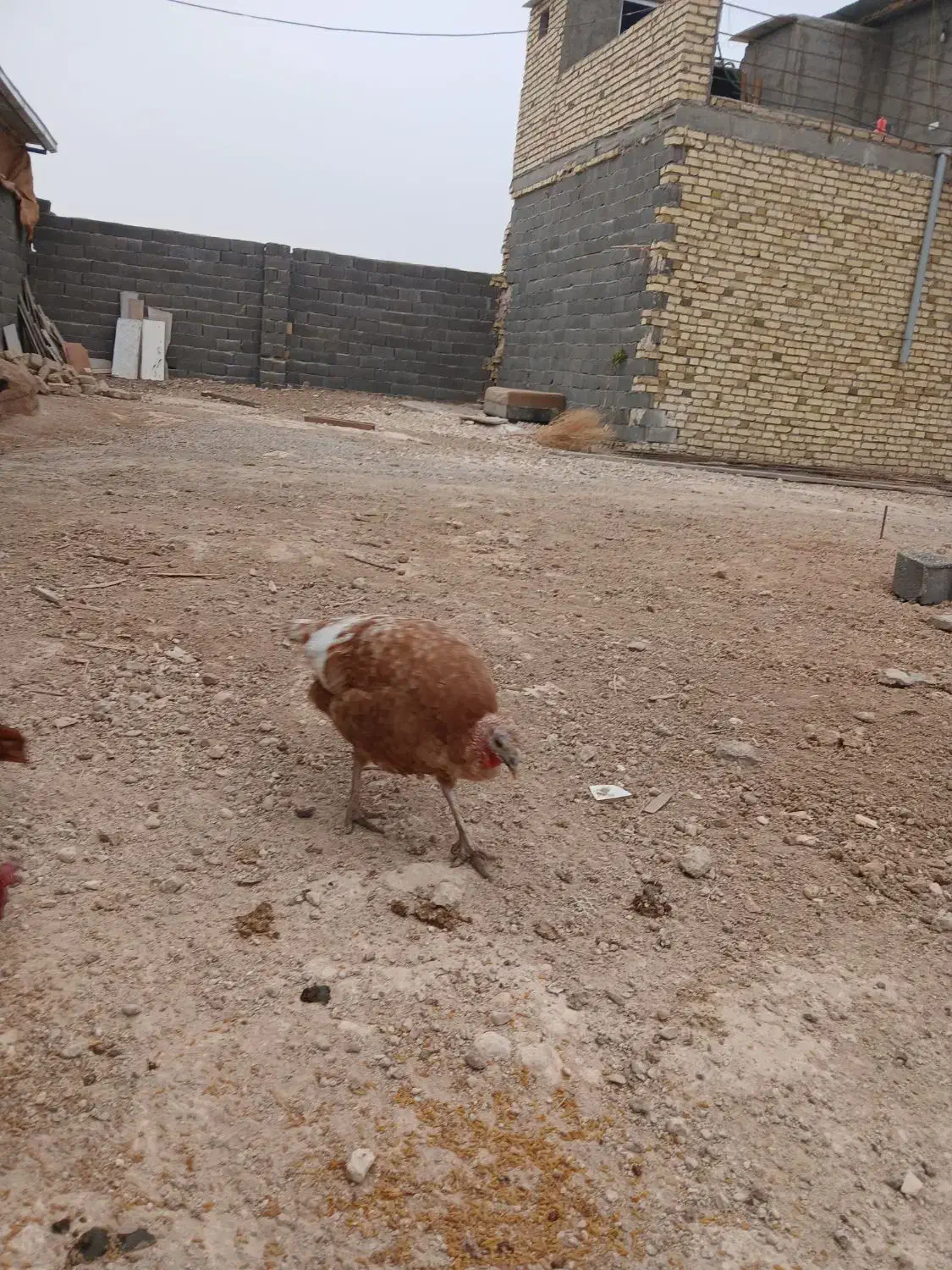 سلام بوقلمون بوربور و دوتا جوجه مرغ بزرگ|حیوانات مزرعه|بجنورد, |دیوار