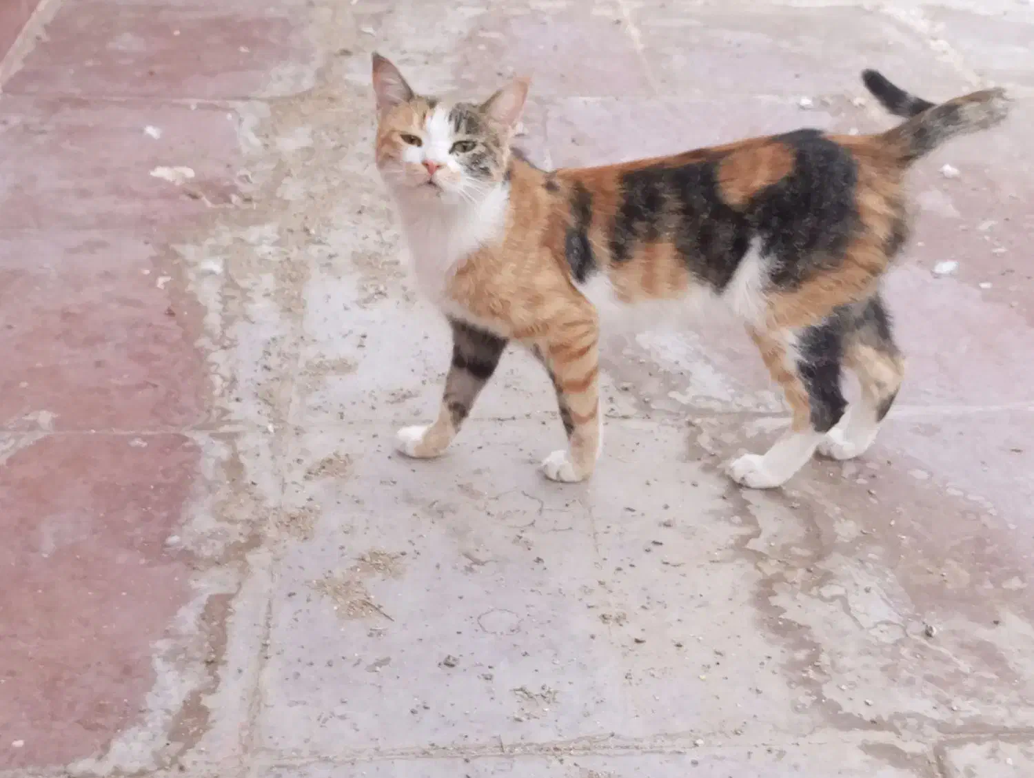 گربه|گربه|یزد, |دیوار