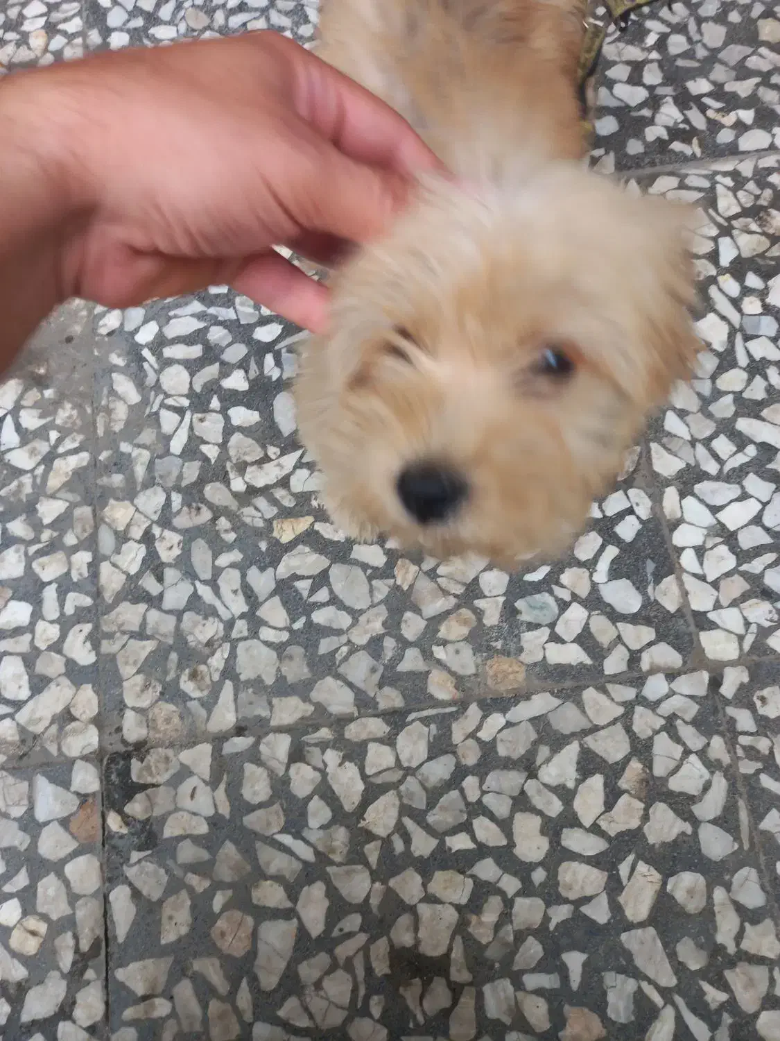 فروش سگ پاکوتا|سگ|لنگرود, |دیوار