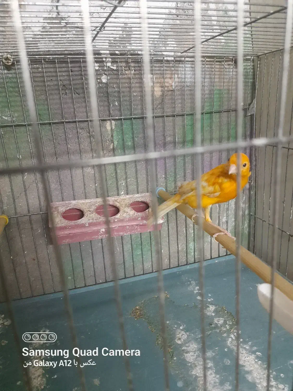 قناری نر سرخ تبریزی درقرچک|پرنده|قرچک, مهدیه|دیوار